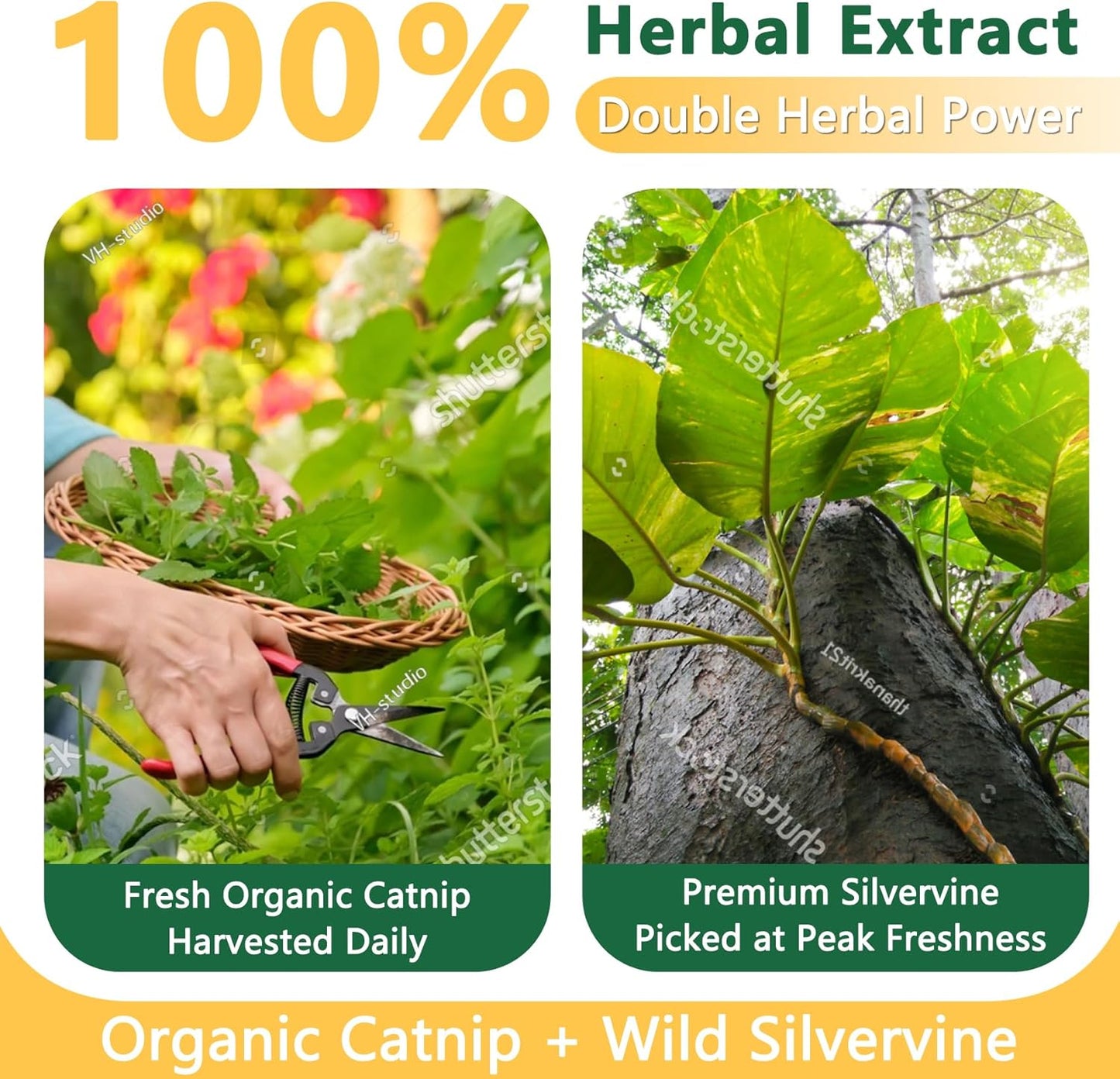 Natural Silvervine Catnip Spray
